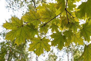 Autumn maple leaves on a branch in the forest.
