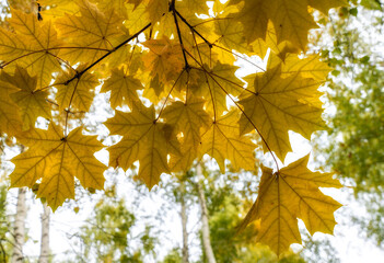 Autumn maple leaves on a branch in the forest.