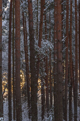 Snowy pine tree trunks in the forest on winter evening. Sunset light shining through the trunks