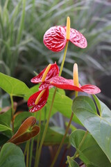 Beautiful pink rose, with velvety foliage - Jardim de Curitiba