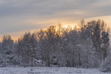 Pastel orange sunset in cloudy winter sky over snowy landscape with field and forest with small pine trees 