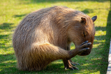 Farm, cute, capybara, dining