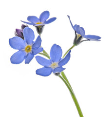 four fine blue forget-me-not blooms on stem