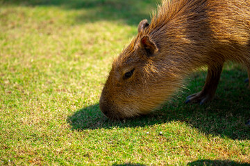 Farm, cute, capybara, dining