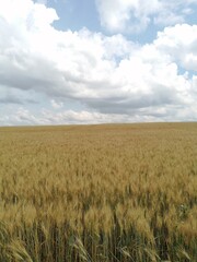 golden wheat field