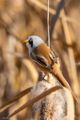 Bıyıklı baştankara » Bearded Reedling » Panurus biarmicus