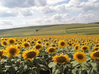 Obraz premium sunflower field with sky background
