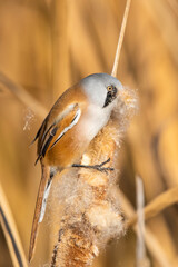 Bıyıklı baştankara » Bearded Reedling » Panurus biarmicus