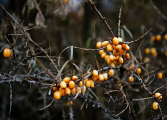 branch of autumn sea buckthorn in the evening