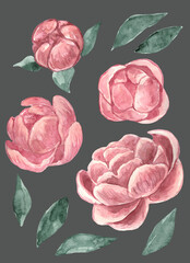 Watercolor hand-painted isolated set of pink peonies with green leaves on grey background.