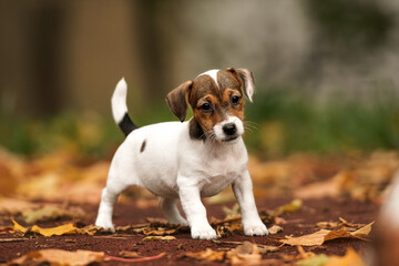 jack russell terrier puppy playing with autumn leaves