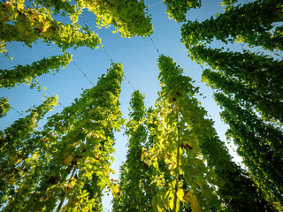 Bottom Top view between hops ropes to the blue sky