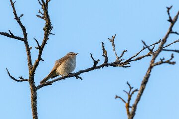 common chiffchaff bird in springtime