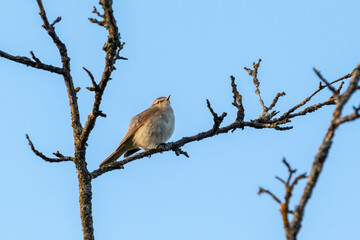 common chiffchaff on a dry tree