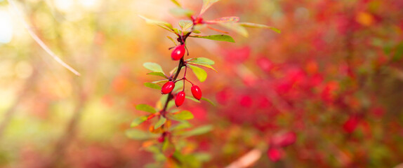 Red Japanese Bayberry fruits and the branch with green leaves on blurred background of clusters of red berries