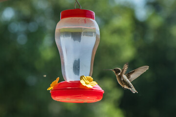 Obraz premium Hummingbird drinking from feeder bird flying sky blue green 