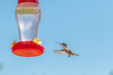 Hummingbird drinking from feeder bird flying sky blue green 