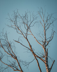 Tree and Blue Sky
