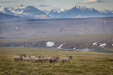 A herd of caribou (Rangifer tarandus) runs though across the tundra in the Arctic National Wildlife Refuge, Alaska.  - obrazy, fototapety, plakaty