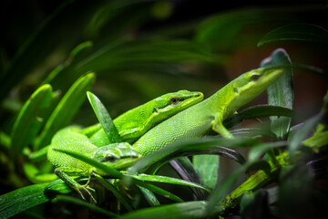 Sakishima Grass Lizard also known as Takydromus dorsalis