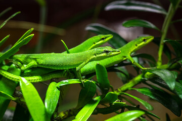 Sakishima Grass Lizard also known as Takydromus dorsalis