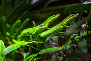 Sakishima Grass Lizard also known as Takydromus dorsalis