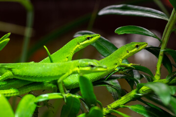 Sakishima Grass Lizard also known as Takydromus dorsalis