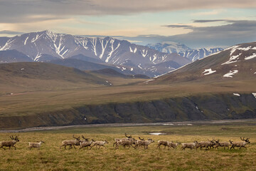 A herd of caribou (Rangifer tarandus) runs though across the tundra in the Arctic National Wildlife Refuge, Alaska.  © David W Shaw