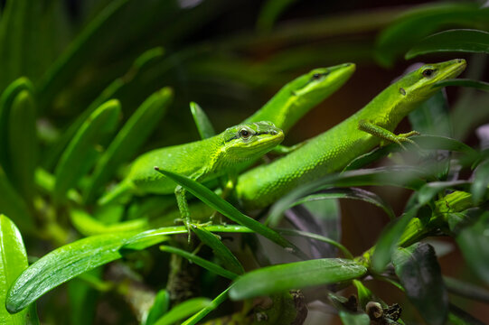 Sakishima Grass Lizard also known as Takydromus dorsalis