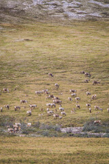 A herd of caribou (Rangifer tarandus) on a tundra hillside in the Arctic National Wildlife Refuge,...