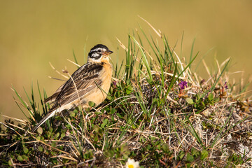 A male Smith's Longspur (Calcarius pictus) perched on a tussock of grass in the Arctic National...