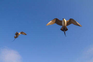 A pair of Long-tailed Jaegers (Stercorarius longicaudus) fly above the tundra in Alaska's arctic, USA.