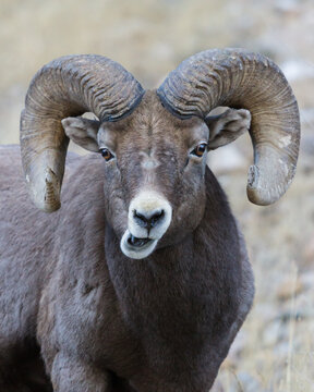 Colorado Rocky Mountain Bighorn Sheep. Bighorn Ram