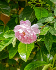 one pale pink rose flower closeup in the garden