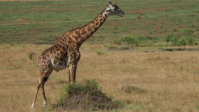 Masaai Giraffe - Giraffa tippelskirchi also Maasai or Kilimanjaro giraffe, largest giraffe, native to East Africa, Kenya and Tanzania, distinctive irregular jagged, star-like blotches. Grazing.