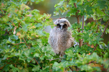 Long-eared Owl juvenile perched in a maple tree