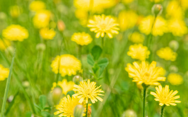 vivid yellow daisies flowers in the meadows, blurred background