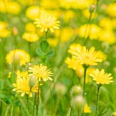 vivid yellow daisies flowers in the meadows, blurred background