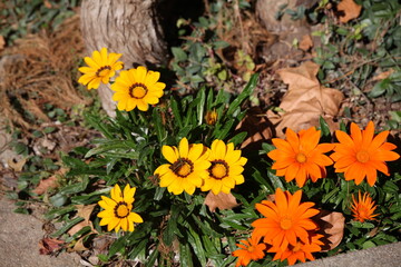 yellow flowers in the grass
