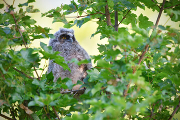 Long-eared Owl juvenile perched in a maple tree