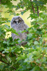 Long-eared Owl juvenile perched in a maple tree
