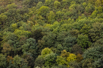 Aerial view of a dense forest. There are many trees, bushes and green grass on this beautiful spring day