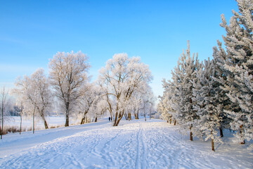 Fototapeta na wymiar Frost-covered trees shining in the sunset sunlight. A picturesque and magnificent winter scene.