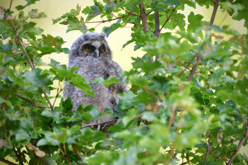 Long-eared Owl juvenile perched in a maple tree