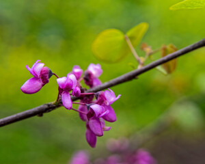 vibrant lilac flowers closeup on tree branch and blurred garden background