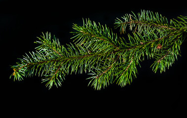 Christmas green spruce branch isolated on black background