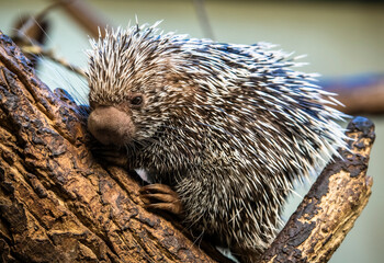 Prehensile Tailed porcupine (Porcupine Coendou prehensilis) on a tree branch, full body, Brazilian...