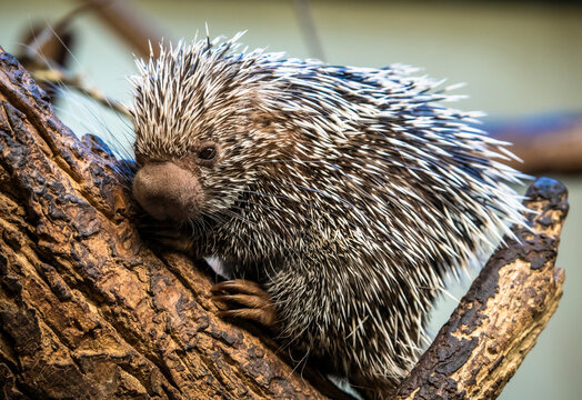 Prehensile Tailed Porcupine (Porcupine Coendou Prehensilis) On A Tree Branch, Full Body, Brazilian Porcupine