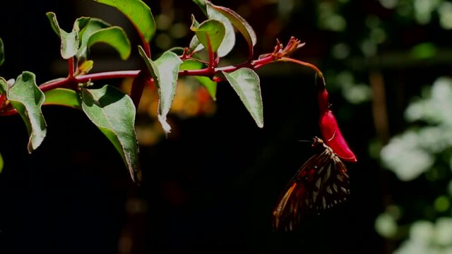 Lleg&oacute; la primavera y con ella, muchas flores y mariposas. Mi jard&iacute;n se llena de vida