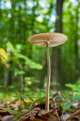 Autumn delicate, beautiful mushroom macro close up of fruiting fungi on a fallen rotting tree with moss during soft overcast light in a open broad leaved woodland forest floor